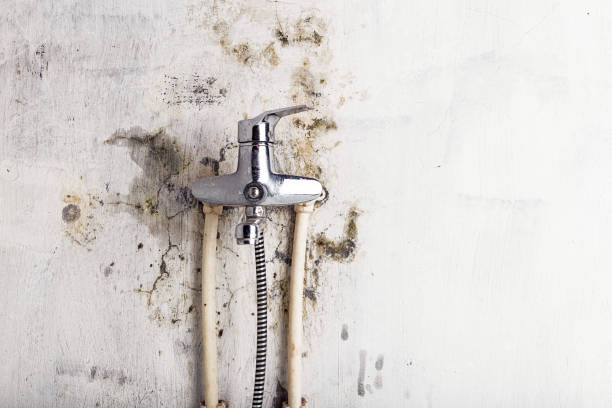 Best Basement Mold Remediation in Leisure Village East, NJ