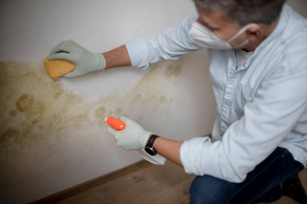 Best Insurance-Related Mold Remediation in Leisure Village East, NJ