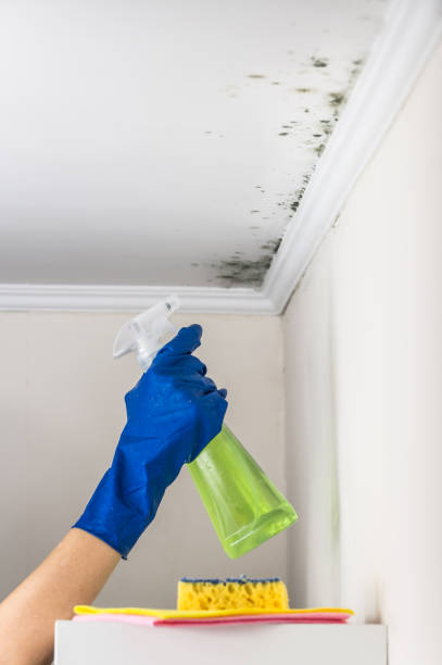 Best Attic Mold Remediation in Leisure Village East, NJ